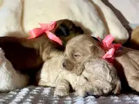 Щенки мальтипу пикапу