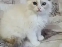 Котята рэгдоллл, фотография 2