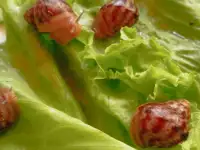 Ахатины иммакуляты даром, фотография 2