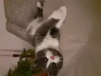 Котята, фотография 4
