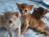 Продам котёнка абиссинской породы, фотография 4