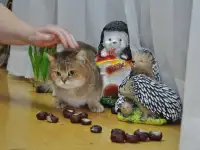 Золотые Шиншилы, фотография 3