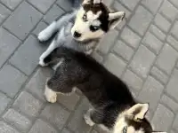 Щенки сибирской хаски, фотография 2