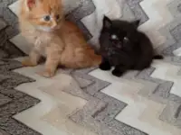 Котята сибирские, фотография 5