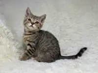 Шотландский прямоухий котик SFS 71 n24, straight, скоттиш страйт, фотография 3