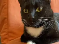 Черно-белая кошка Карамелька в самые добрые ручки!, фотография 5