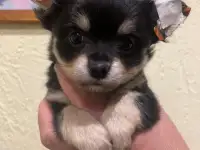 Щенки чихуа хуа