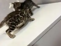 Бенгальские котята, фотография 3