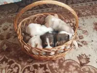 Щенки бигля, фотография 1