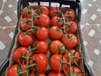 Продаю помидоры тепличные, фотография 2