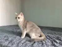 Шотландская кошка голубая золотая шиншилла, фотография 3