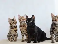 Бенгальские котята из питомника, фотография 2