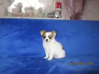 чихуахуа щенок, фотография 2