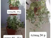 Комнатные растения лот СРОЧНО, фотография 2