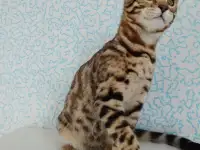 бенгальские котята, фотография 4