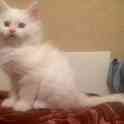 Котята Мейн Кун, фотография 3