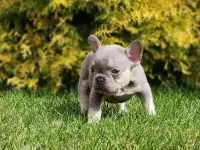 Продается щенок французкого бульдога, фотография 3