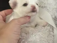 Длинношерстная девочка чихуахуа