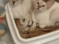 Ориентальные котята, фотография 4
