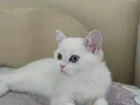 Шотландские котята с голубыми глазами, фотография 3