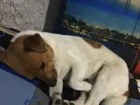 Найдена собака. Сука., фотография 3