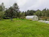Дом 76 м у леса, участок 19.5 соток, д.Кричевец, Осипович.р-н, фотография 12