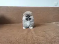 Мальчик Померанский шпиц