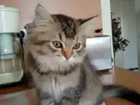 Нежный котенок Лёва ищет дом!, фотография 6