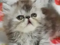 Продается персидский котик