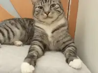 Красавец Барс ищет дом!, фотография 2