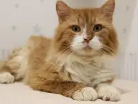 Благородный котик Леонард в добрые ручки в дар!