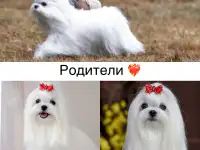МАЛЬТЕЗЕ с бeзупречной родословной, ПРЕМИУМ!, фотография 5