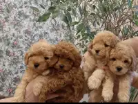 Той Пудель щенки мальчики и девочки, фотография 2