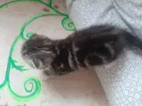 Шотландские вислоухие, фотография 2