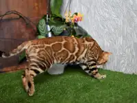 Бенгальские котята из питомника: котик -2, фотография 2