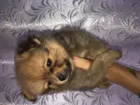 Померанский шпиц