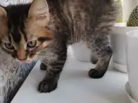 Отдам котят