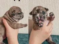 Французские булочки, фотография 7