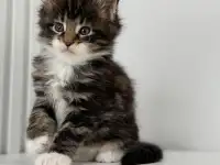 Очаровательный Котенок Мейн-Кун, фотография 3