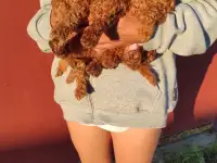 Той Пудель мальчики и девочки, фотография 4