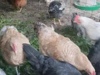 Продам молодых породных петухов