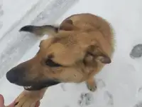 Верный друг, фотография 4