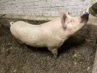 Хряк