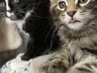 Мейнкун, фотография 5
