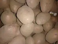 Картофель 2022 года, сорт ВЕКТОР, фотография 2