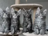 Котята мейн кун!