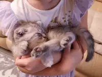Котята, фотография 3