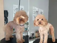 Стрижка собак в Минске, фотография 2