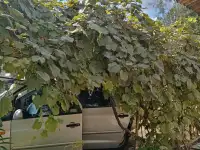 Продам дачу, С Т Химик азот