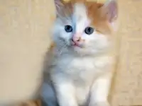 котята в добрые руки, фотография 2